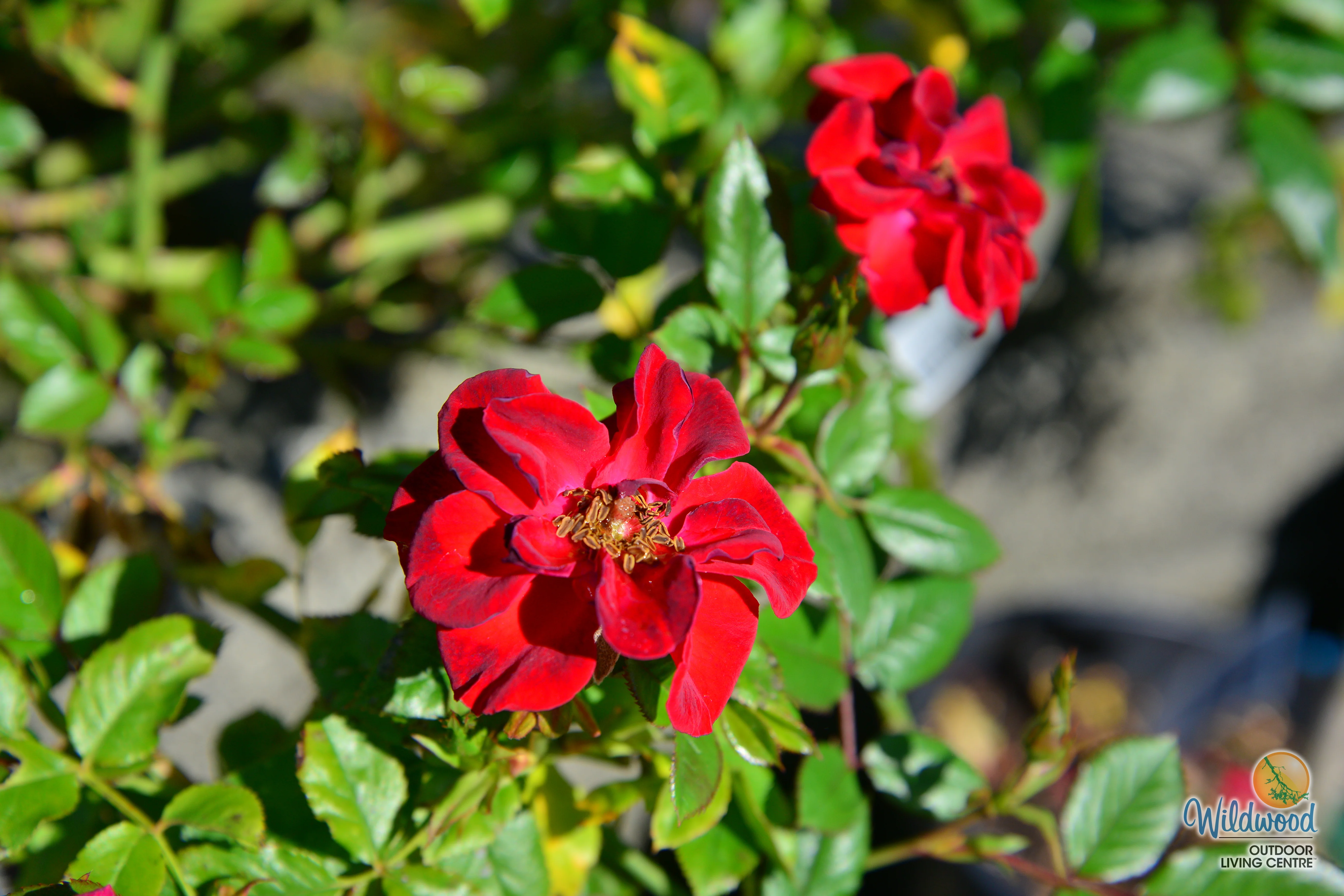 Ruby Ruby - Weeks Rose - Image 6