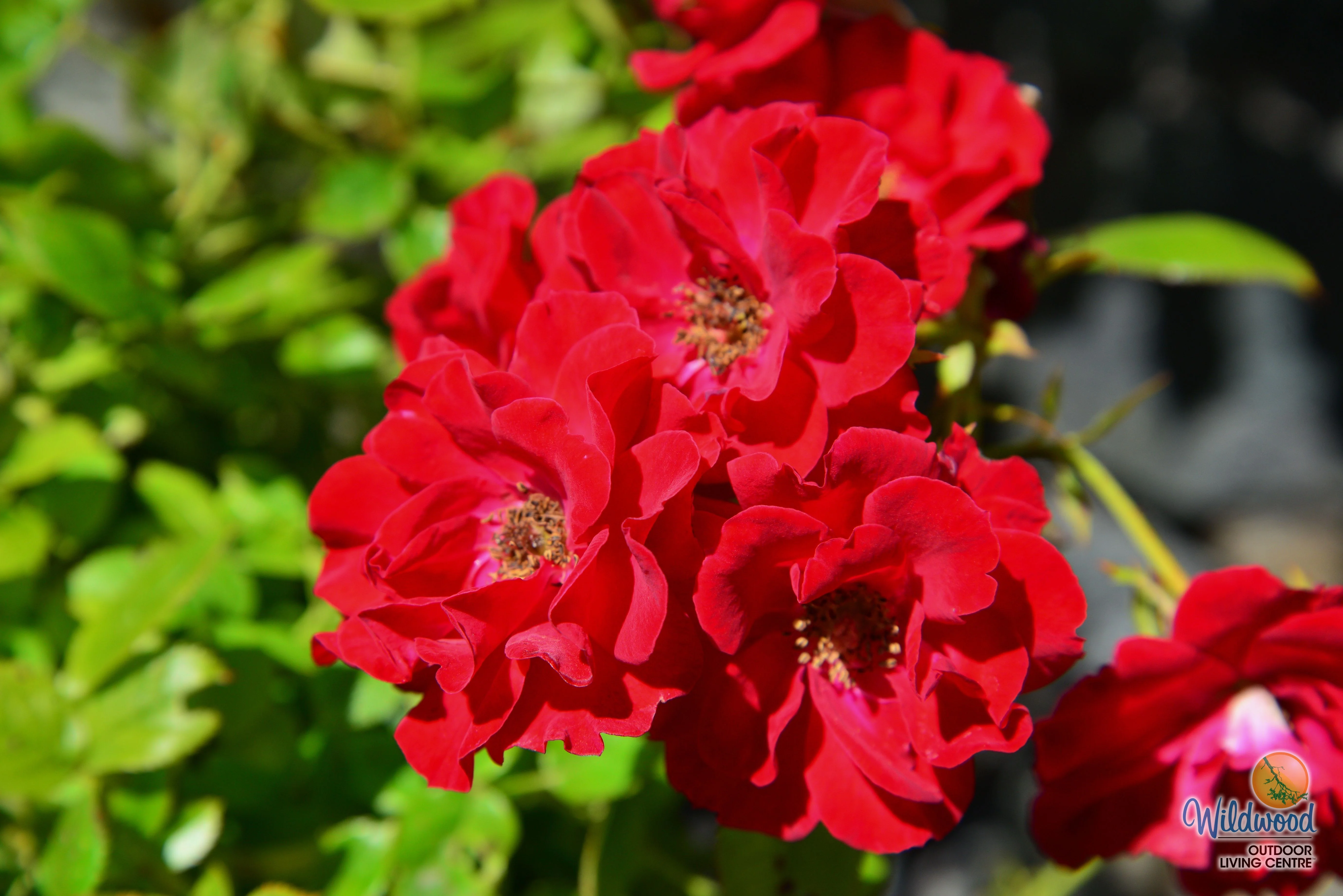 Ruby Ruby - Weeks Rose - Image 7