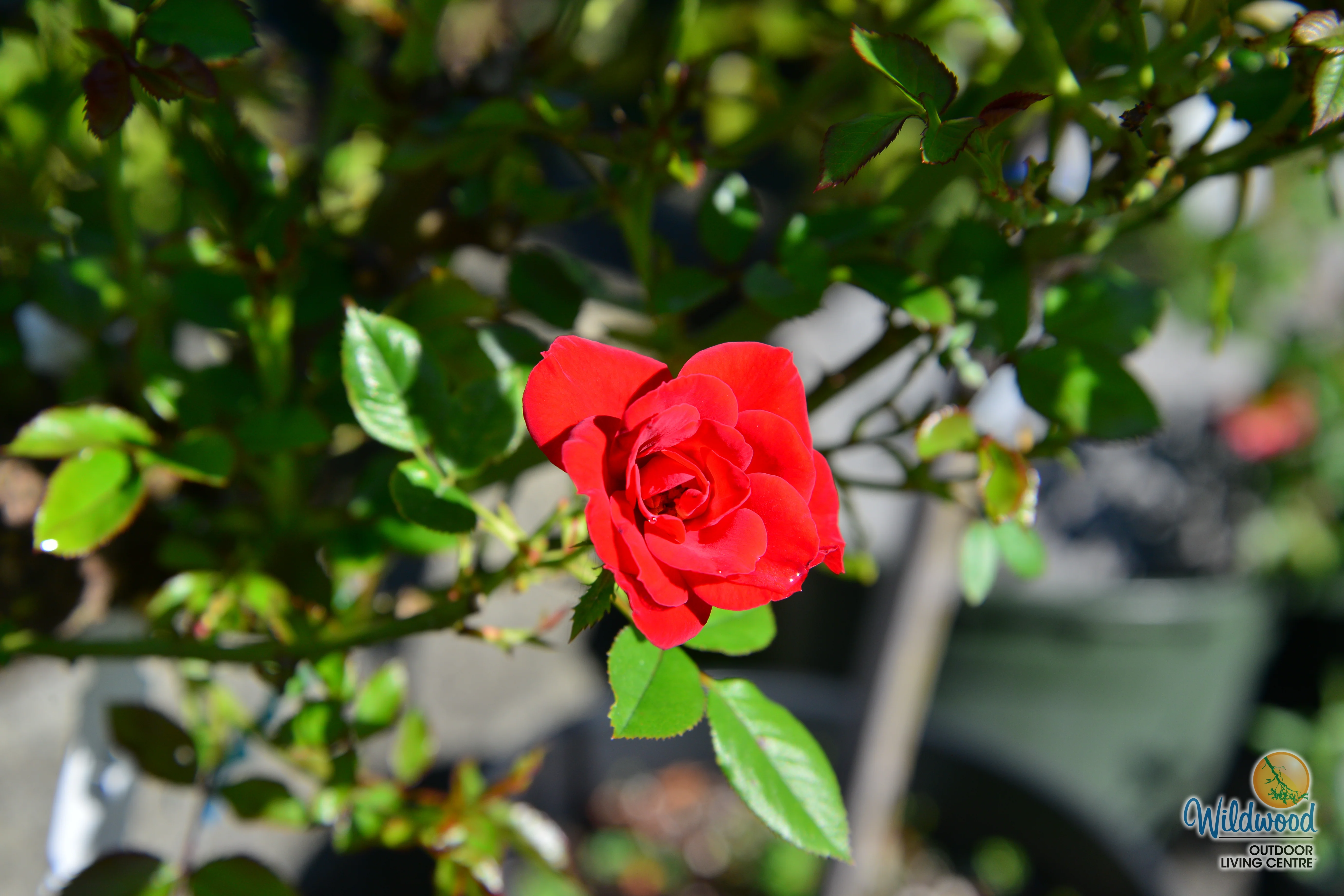 Ruby Ruby - Weeks Rose - Image 8
