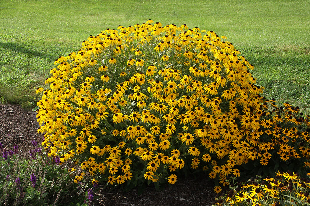 Rudbeckia - American Gold Rush, 1 Pack - Image 2