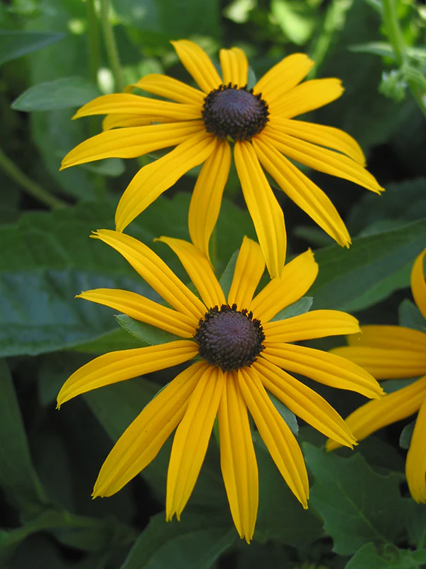 Rudbeckia - Goldstrum, 1 Pack - Image 2