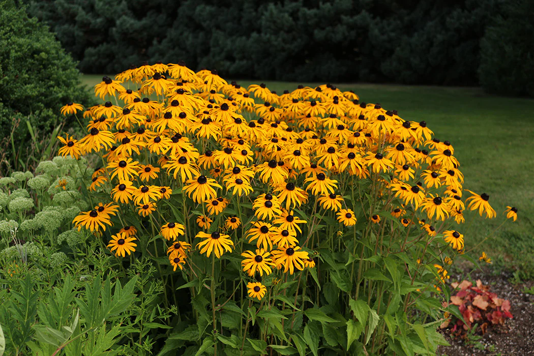 Rudbeckia - Goldstrum, 1 Pack - Image 3