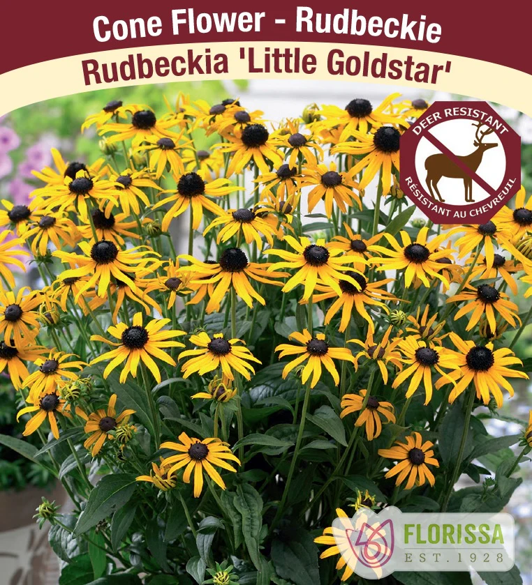 Rudbeckia - Little Gold Star, 1 Pack