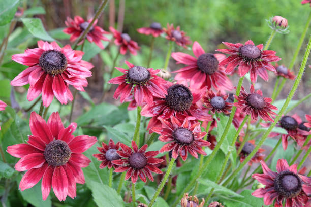 Rudbeckia - Cherry Brandy, 1 Pack - Image 2