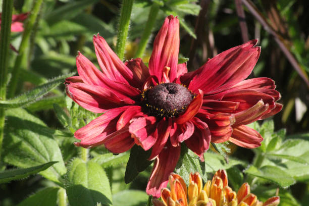 Rudbeckia - Cherry Brandy, 1 Pack - Image 3