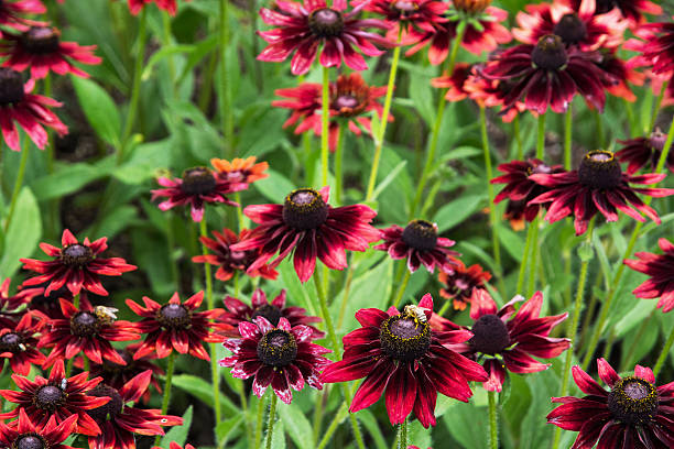 Rudbeckia - Cherry Brandy, 1 Pack - Image 4