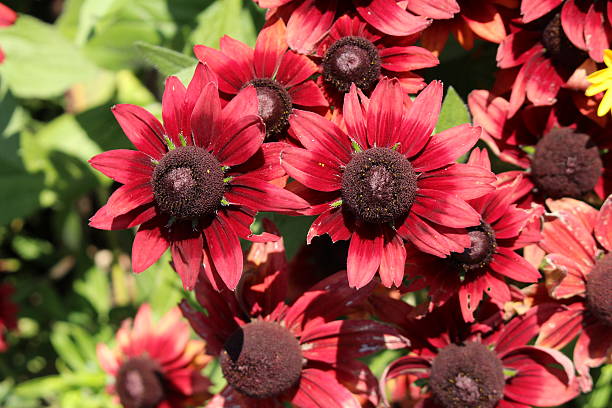 Rudbeckia - Cherry Brandy, 1 Pack - Image 5