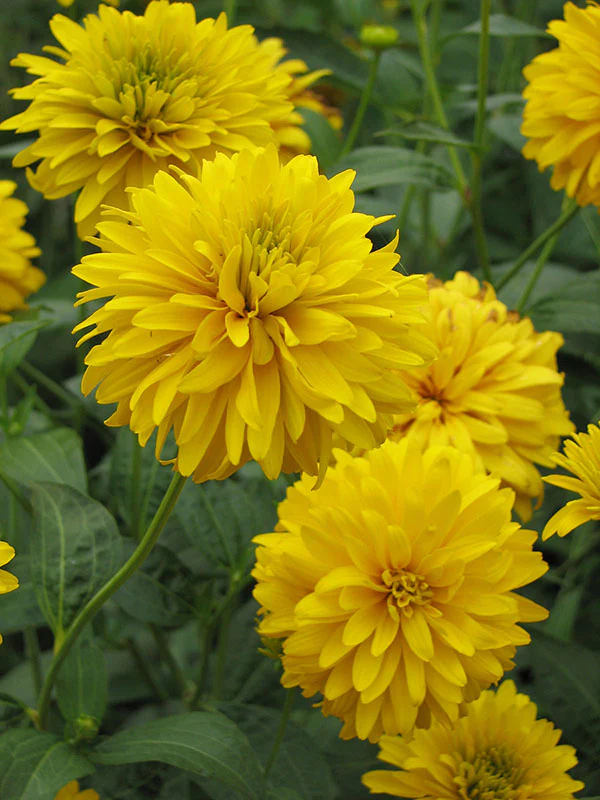 Rudbeckia - Goldquelle, 1 Pack - Image 2