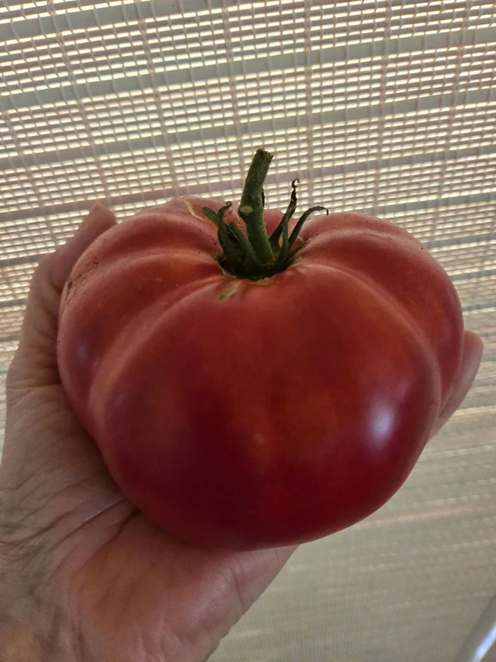 Russian Prince George beefsteak Tomato - Eagleridge Seeds