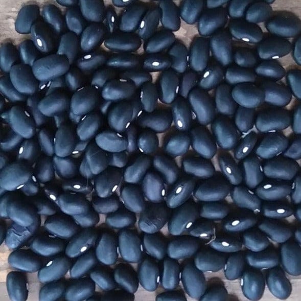 Bean Black Dry - Saanich Organics Seeds