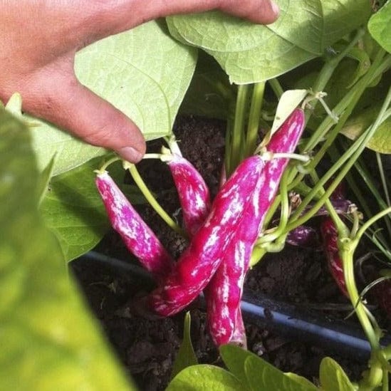 Bean Flambo - Saanich Organics