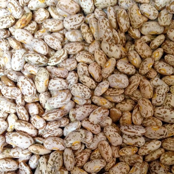 Bean Quincy Pinto - Saanich Organics