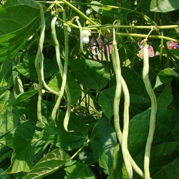 Bean Fortex - Saanich Organics