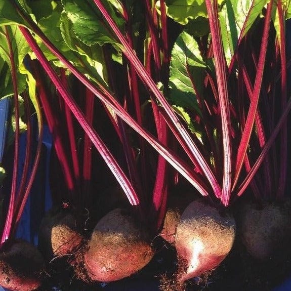 Beet Early Wonder - Saanich Organics
