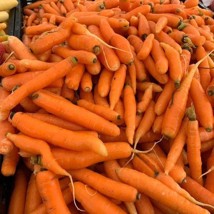 Carrot Touchon Deluxe - Saanich Organics - Image 2