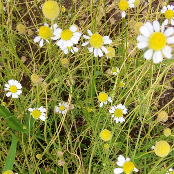 Chamomile German - Saanich Organics