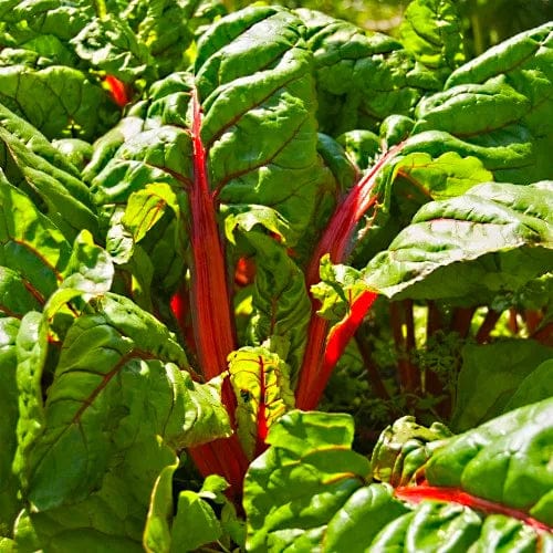 Chard Rhubarb - Saanich Organics