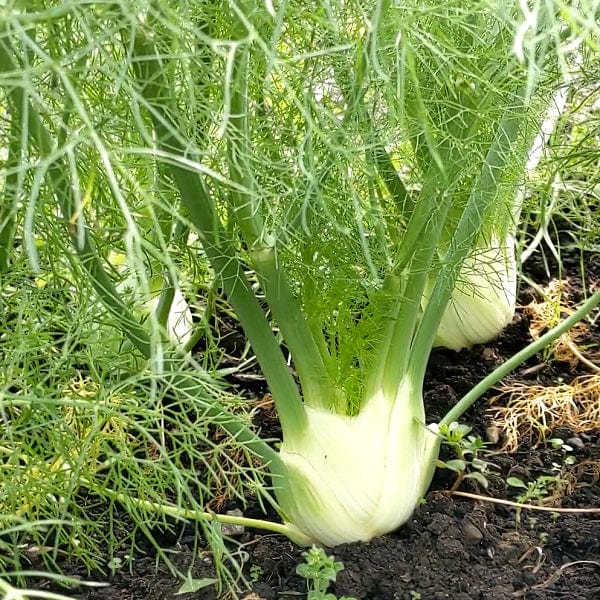 Fennel Fino Bulb - Saanich Organics