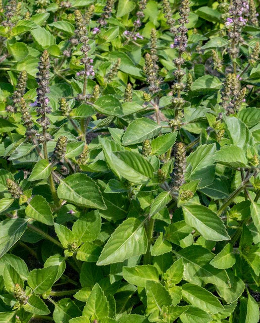 Holy Basil - Saanich Organics - Image 2