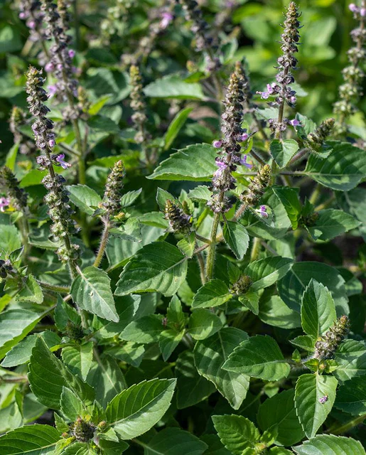 Holy Basil - Saanich Organics - Image 3
