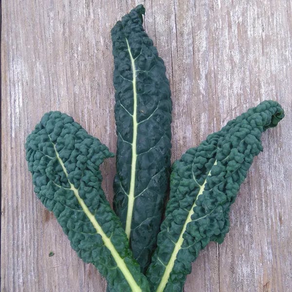 Kale Lacinato - Saanich Organics