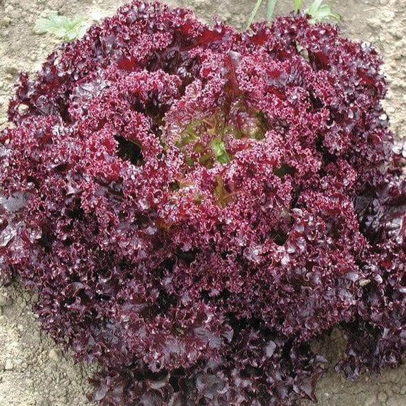 Lettuce Darkness - Saanich Organics