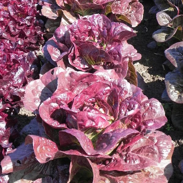 Lettuce Pomegranate Crunch - Saanich Organics