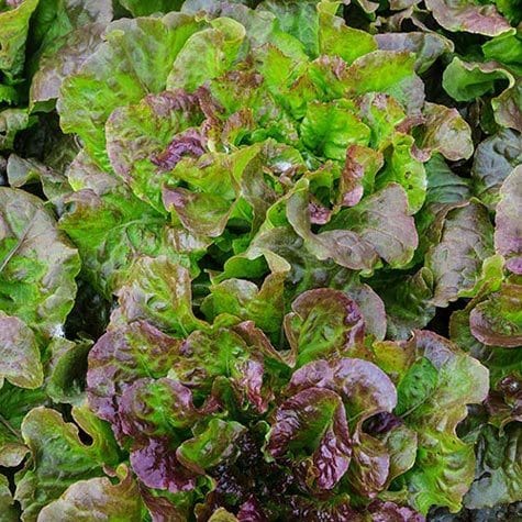 Lettuce Red Mist - Saanich Organics