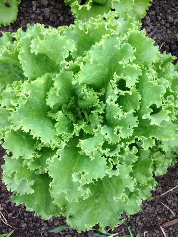 Lettuce Tropicana - Saanich Organics