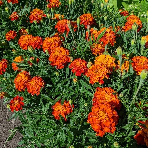 Marigold Orange Tagetes - Saanich Organics