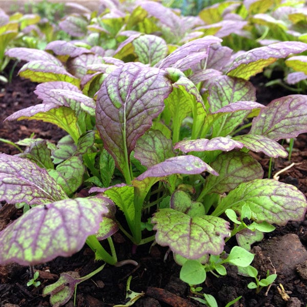 Mustard Giant Red - Saanich Organics