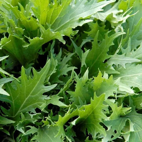 Mustard Green Mizuna - Saanich Organics