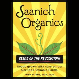 Mustard Ruby Streaks - Saanich Organics - Image 2