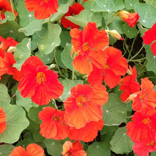 Nasturtium Scarlet Gleam - Saanich Organics