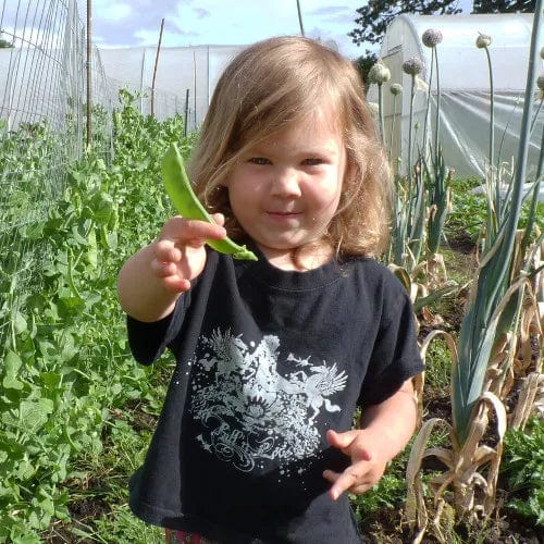 Pea Oregon Giant Snow - Saanich Organics