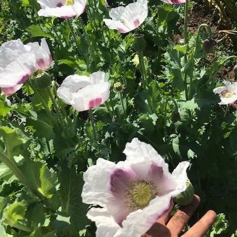 Poppy Czech Culinary - Saanich Organics