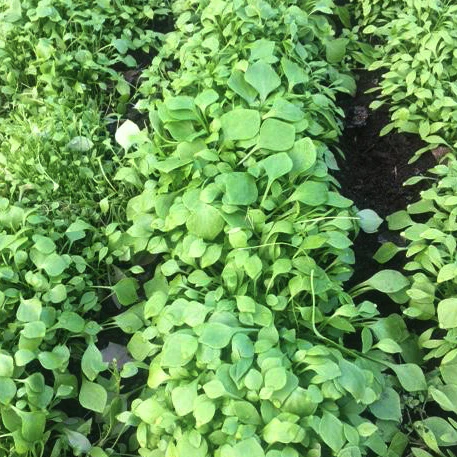 Claytonia Miner's Lettuce - Saanich Organics