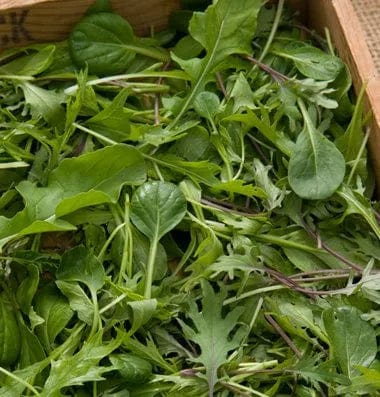 Mustard Mix - Saanich Organic