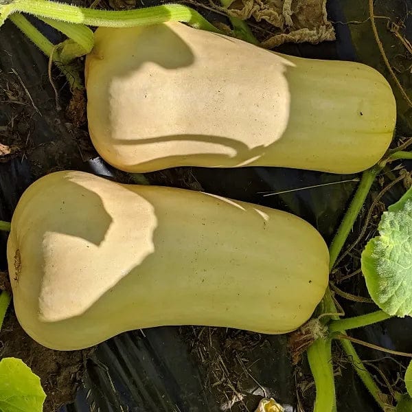 Squash Waltham Butternut - Saanich Organics