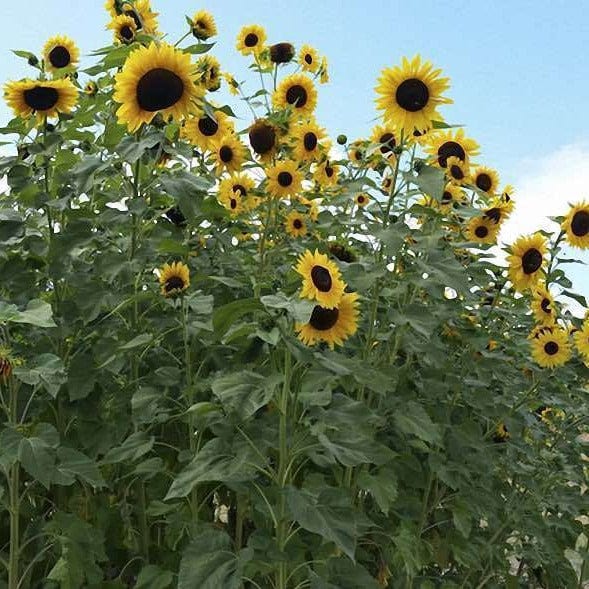 Sunflower Hopi - Saanich Organics