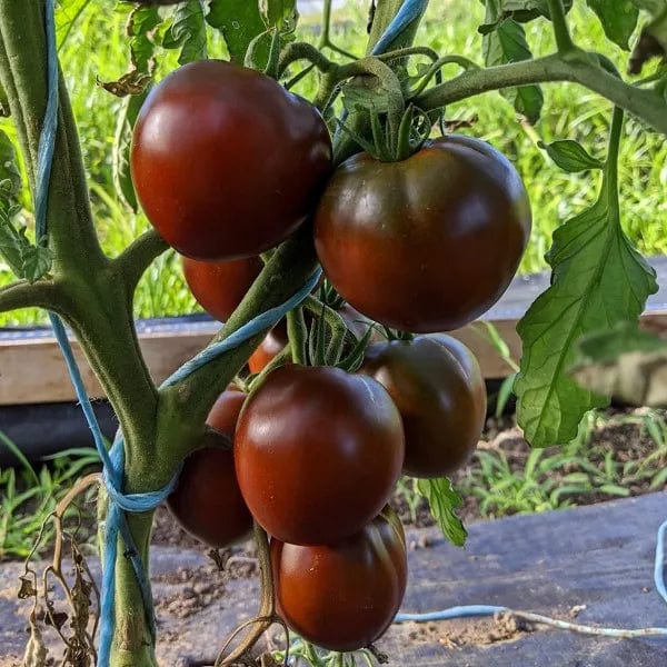 Tomato Black Prince - Saanich Organics