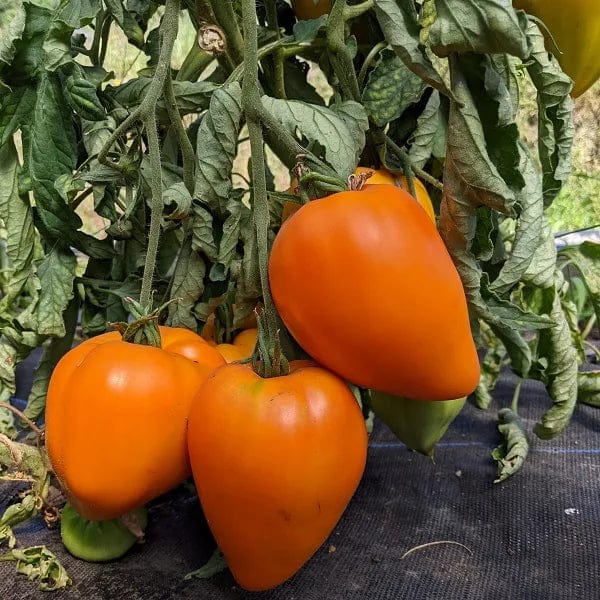 Tomato Orange Strawberry - Saanich Organics