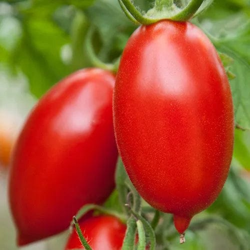 Tomato Roma Amish Paste - Saanich Organics