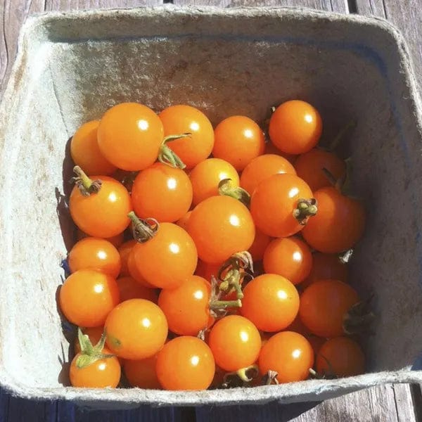 Tomato Soleil - Saanich Organics