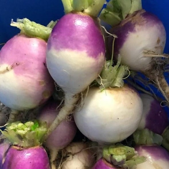 Turnip Purple Top - Saanich Organics