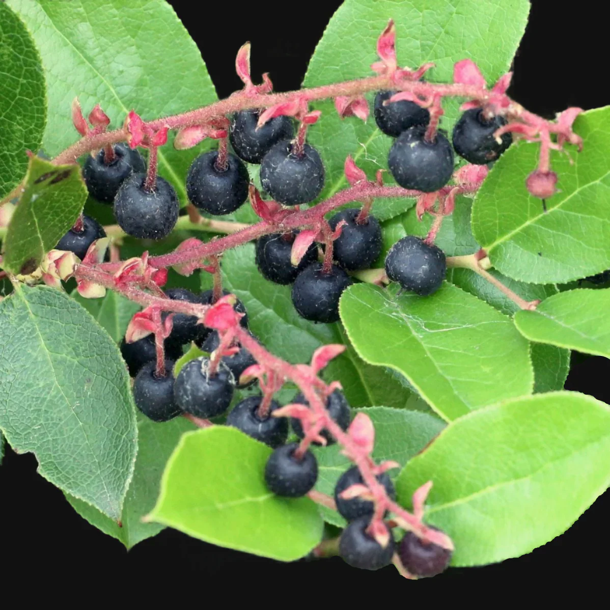 Salal - Metchosin Farm Seeds