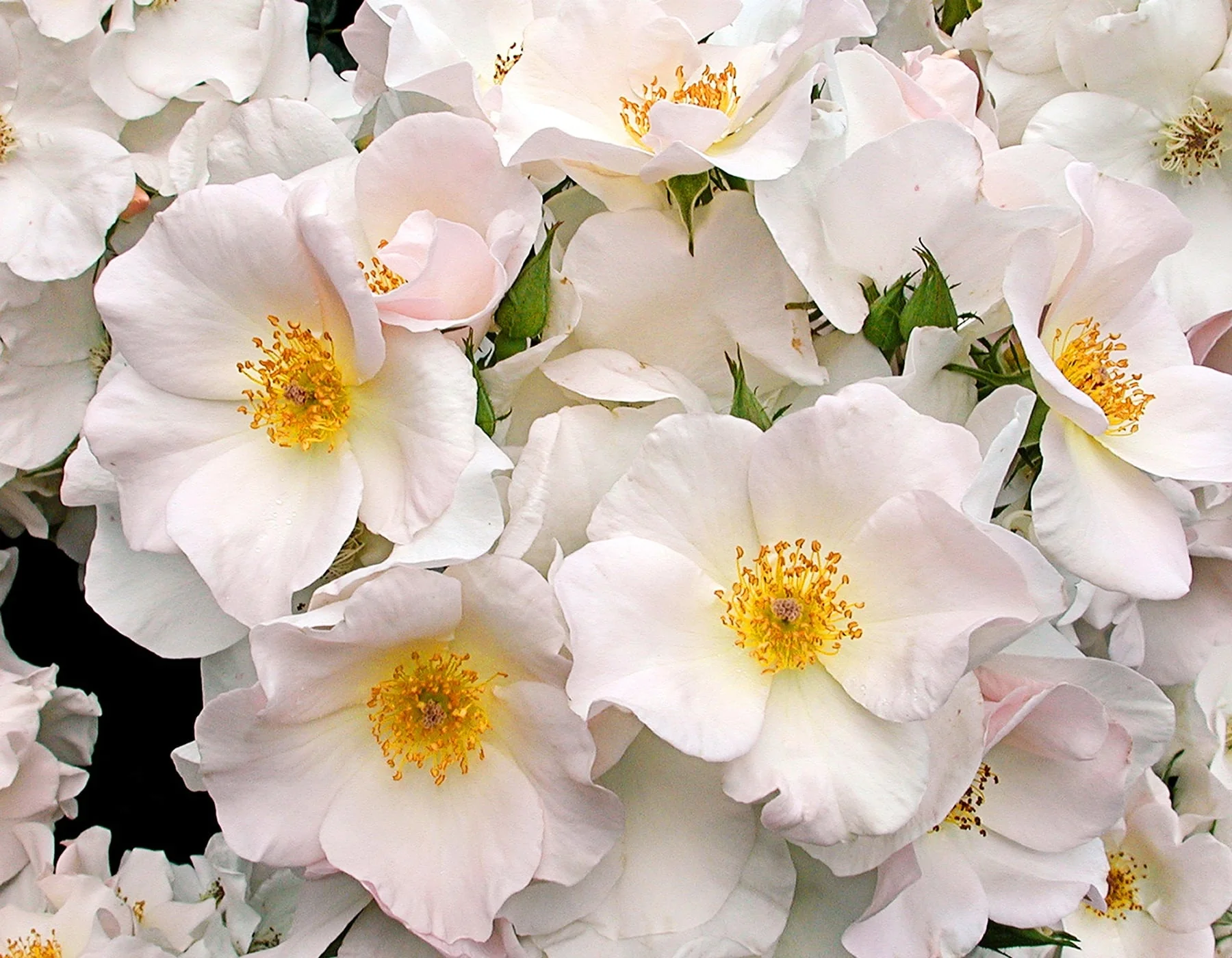 Sally Holmes - Star Roses and Plants - Image 2