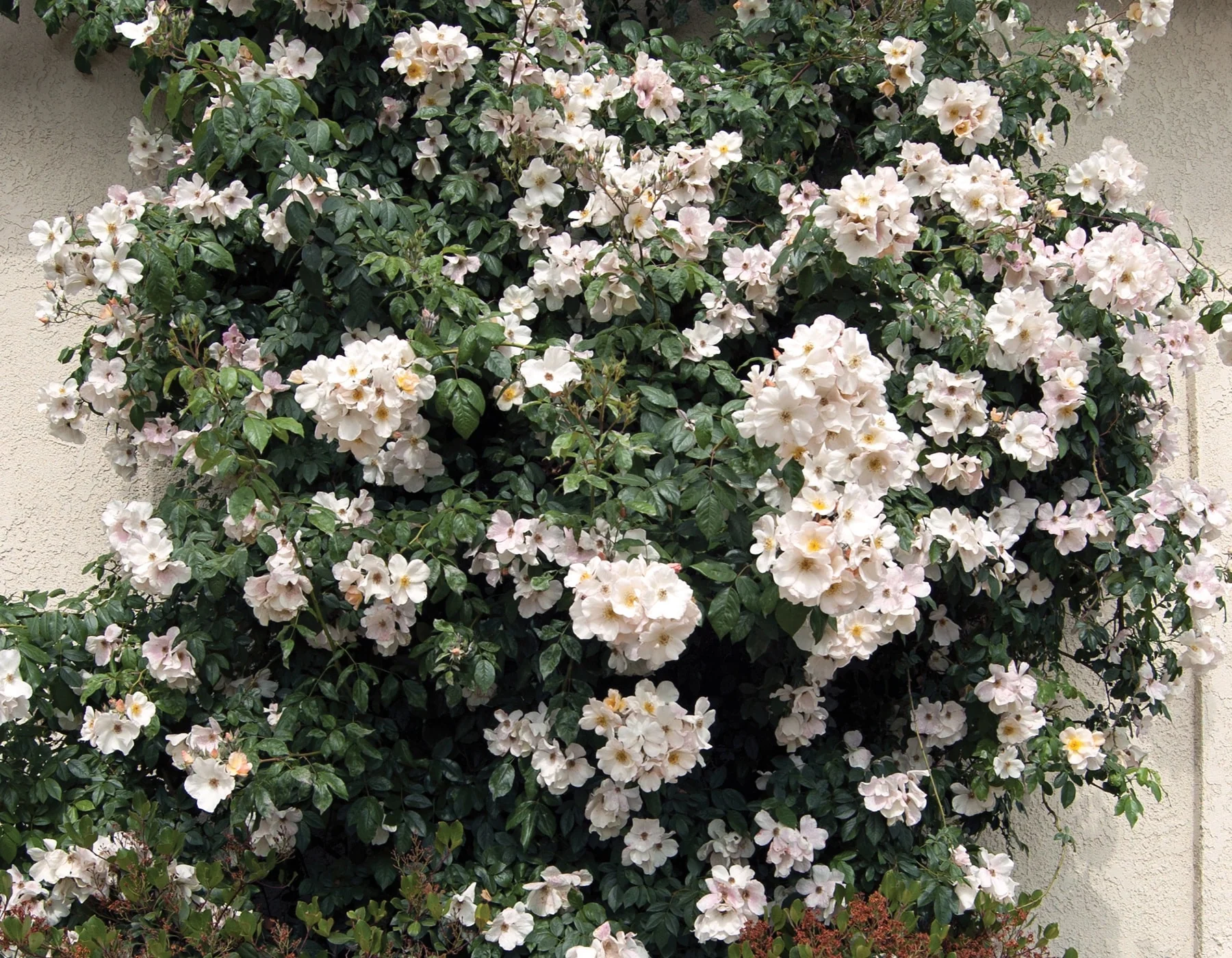 Sally Holmes - Star Roses and Plants - Image 3