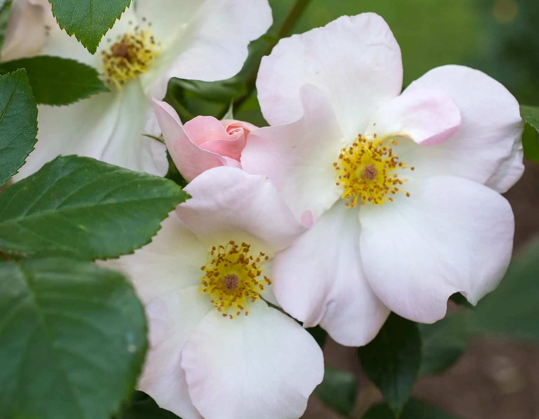 Sally Holmes - Star Roses and Plants - Image 4