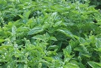 Basil Genovese - Salt Spring Seeds - Image 2